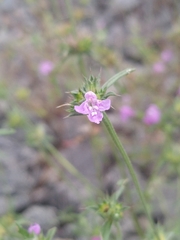 Galeopsis angustifolia