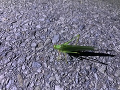 Sinochlora longifissa