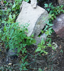 Ageratina rothrockii