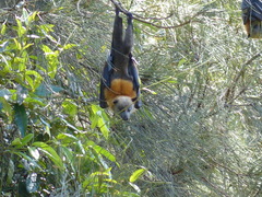 Pteropus poliocephalus