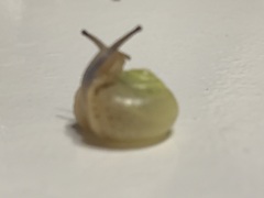 Chosenelix problematica