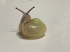 Chosenelix problematica