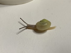 Chosenelix problematica