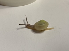 Chosenelix problematica