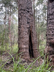 Eucalyptus jacksonii