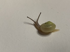 Chosenelix problematica