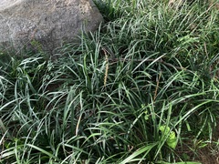 Liriope spicata