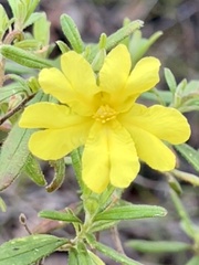 Hibbertia furfuracea