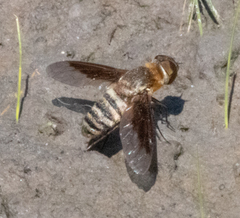 Exoprosopa brevirostris