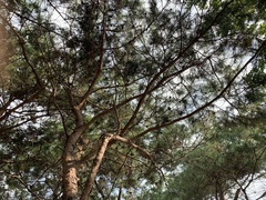 Pinus densiflora