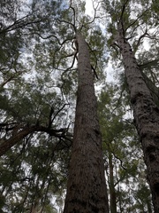 Eucalyptus jacksonii