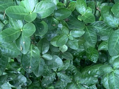 Euonymus japonicus