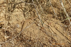 Acanthodactylus boskianus