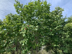 Alnus hirsuta