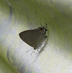 Hypolycaena erylus