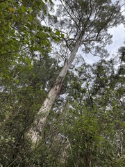 Eucalyptus diversicolor