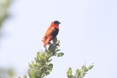 Euplectes franciscanus