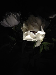 Paeonia × suffruticosa