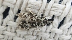 Scoparia exhibitalis