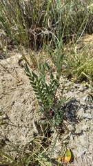 Pelargonium trifoliolatum