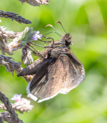 Erynnis tristis