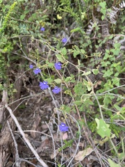 Dampiera hederacea