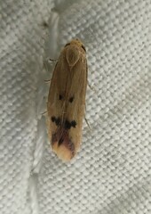 Tachystola hemisema