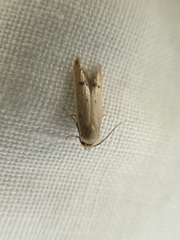 Tachystola hemisema