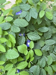 Clitoria ternatea