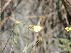 Eurema mandarina