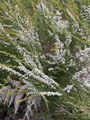 Taxandria parviceps