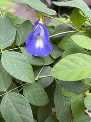 Clitoria ternatea
