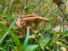 Physalacriaceae