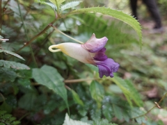 Impatiens arguta