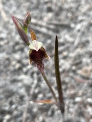 Calochilus uliginosus