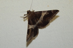 Dysgonia torrida