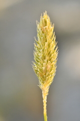 Phleum pratense nodosum