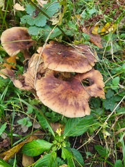 Physalacriaceae