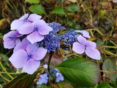 Hydrangea serrata
