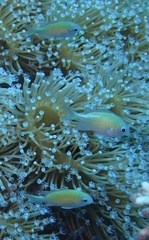 Chromis viridis