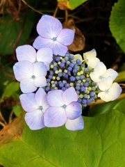 Hydrangea serrata