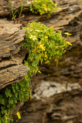 Oxalis megalorrhiza