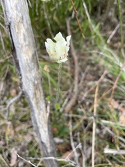 Xanthosia rotundifolia
