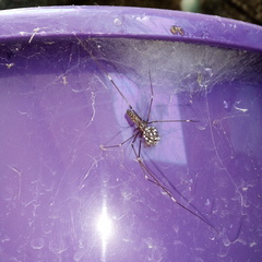 Smeringopus pallidus