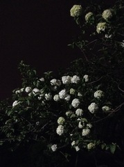 Viburnum macrocephalum