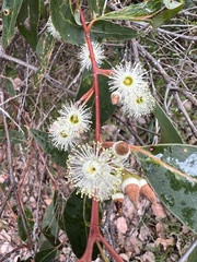 Eucalyptus marginata