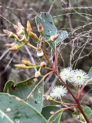 Eucalyptus marginata