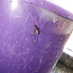 Smeringopus pallidus