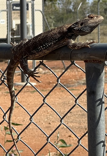 Central Bearded Dragon
