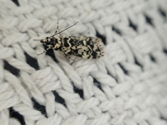 Scoparia exhibitalis